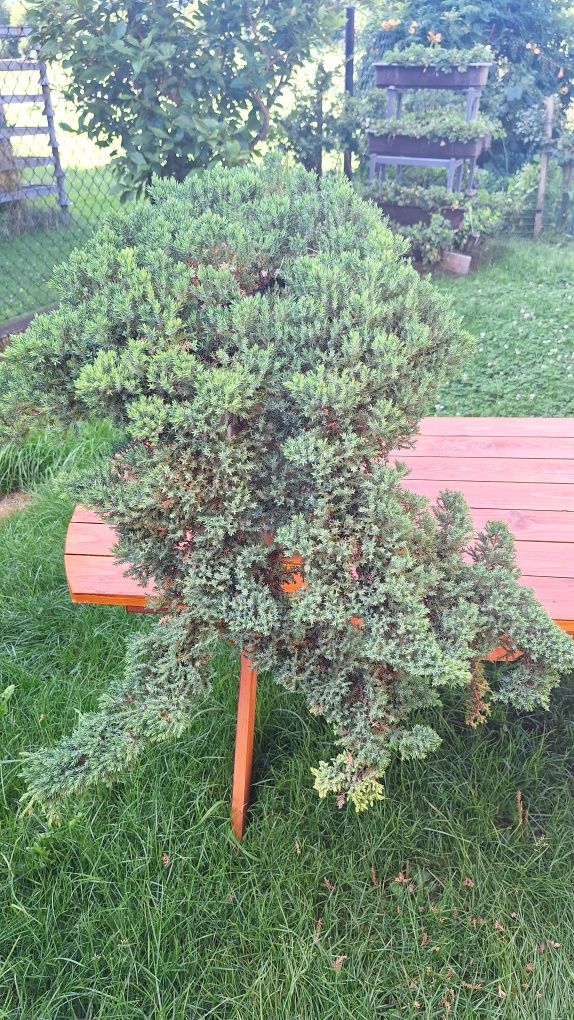 Drzewko bonsai  duży