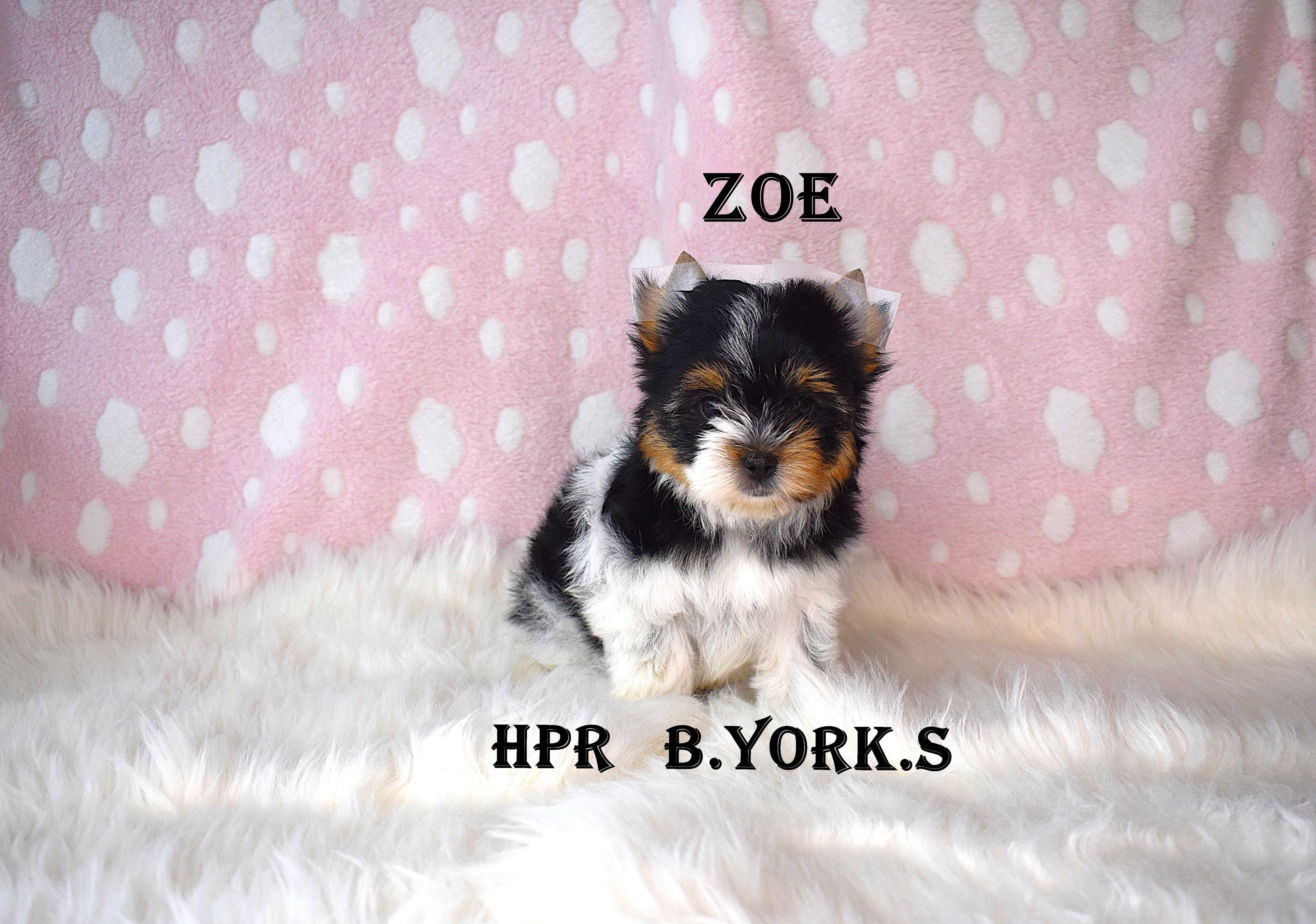 Biewer Yorkshire Terrier -suczka Zoe - do rezerwacji