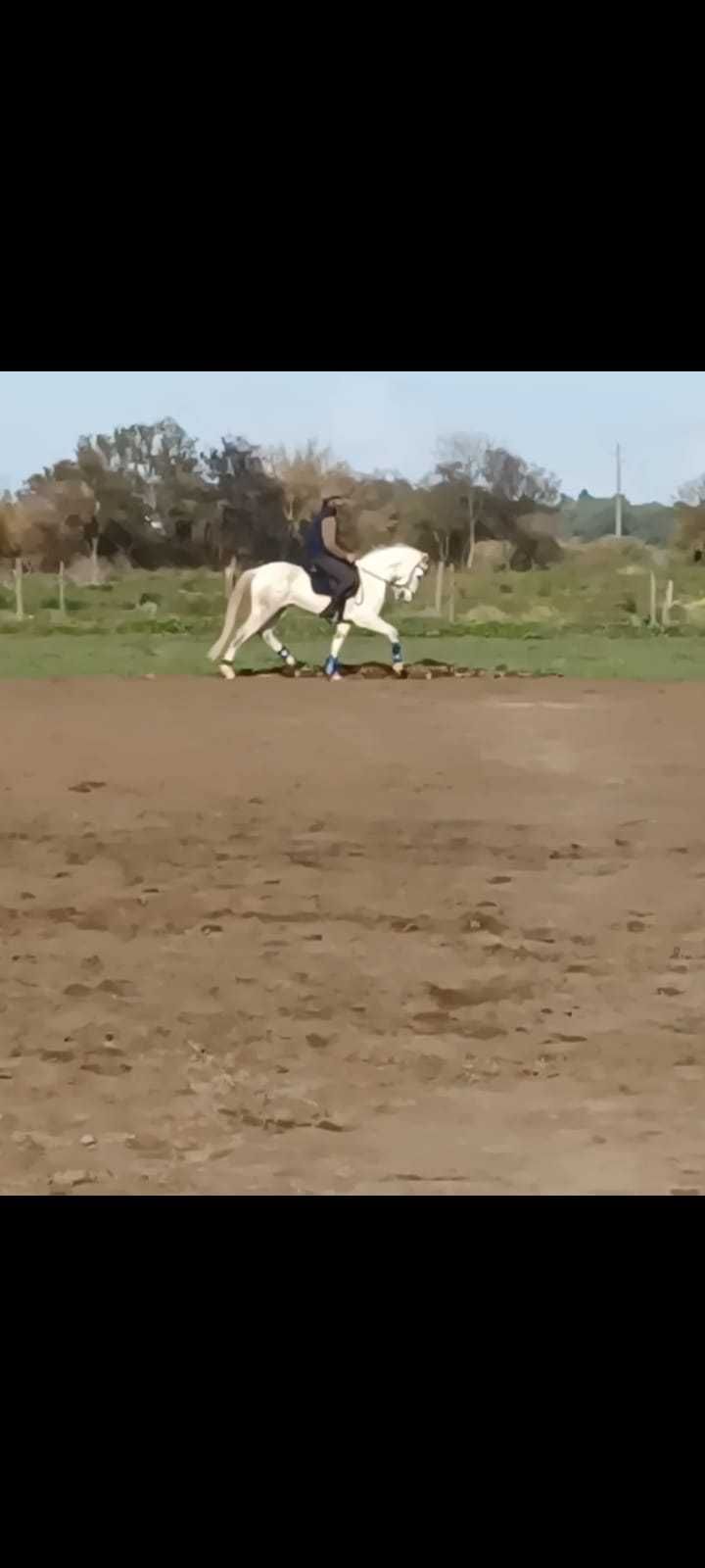 Cavalo Cruzado Português