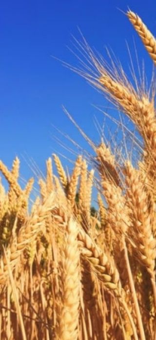 Sprzedam zboże jęczmień pszenica żyto owies mieszanka ilości samochodo