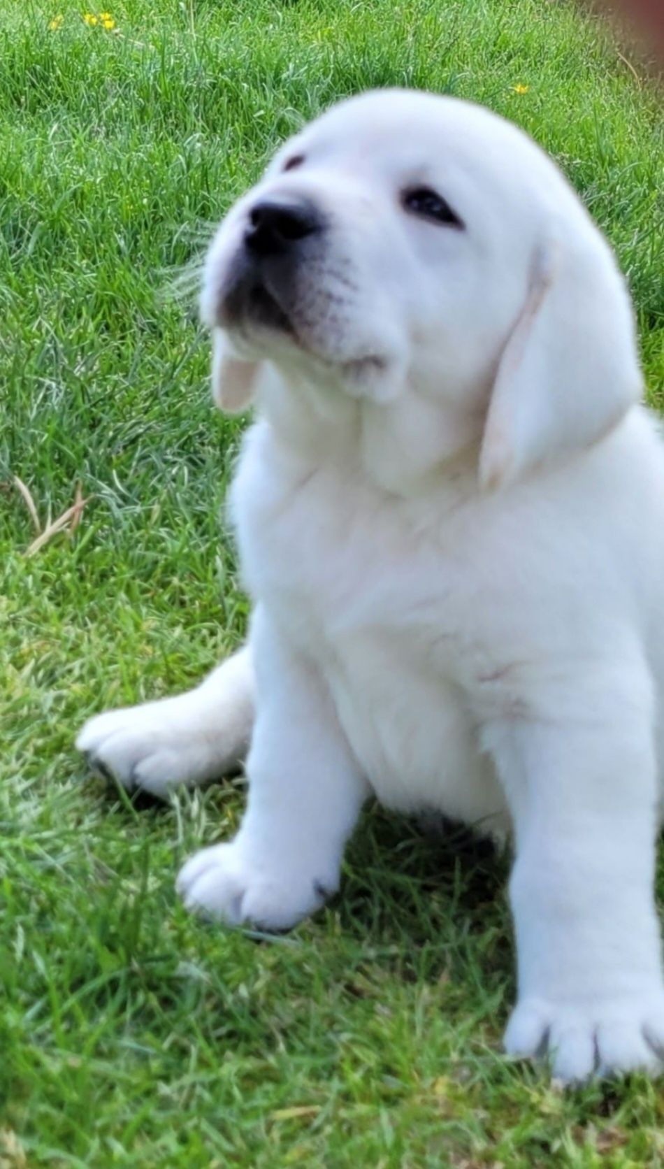 Labrador retriever Piesek pochodzenie fci na kolanka