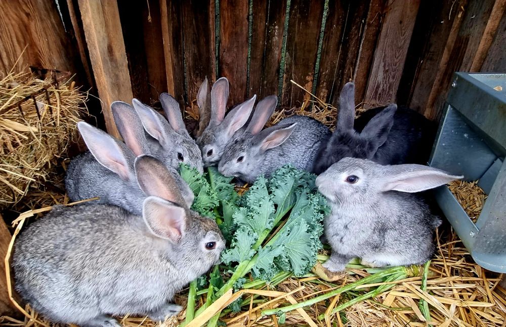 Sprzedam króliki  hodowlane oswojone z końca czerwca.