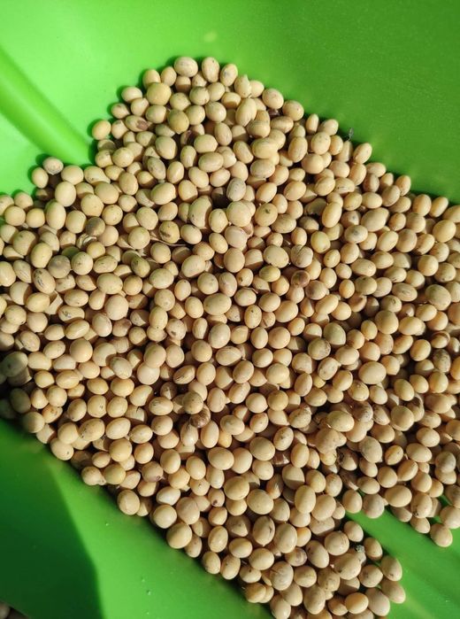 Soja favorit ze zbiorów 2025