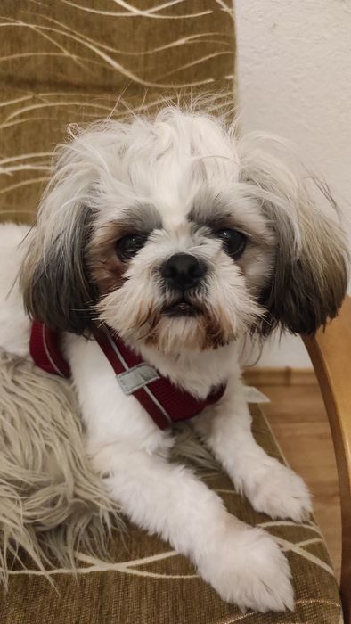 Sprzedam shih tzu z rodowodem