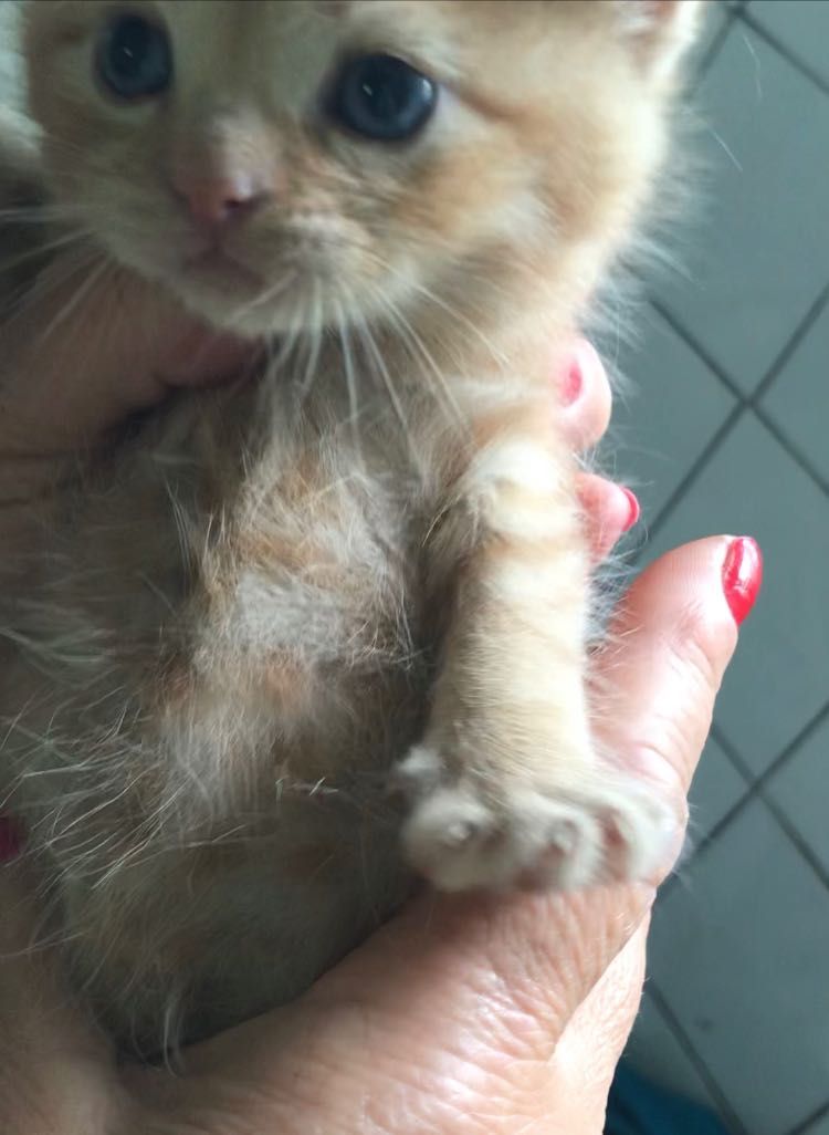 Котята только месяц