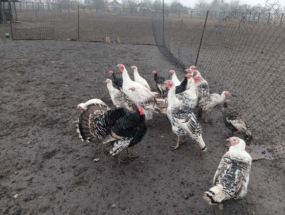 Живі індики 2023 рік индюки индейка