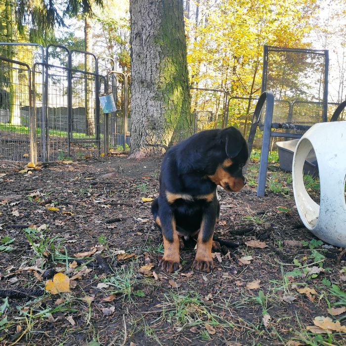 Rottweiler, śliczne szczenię FCI
