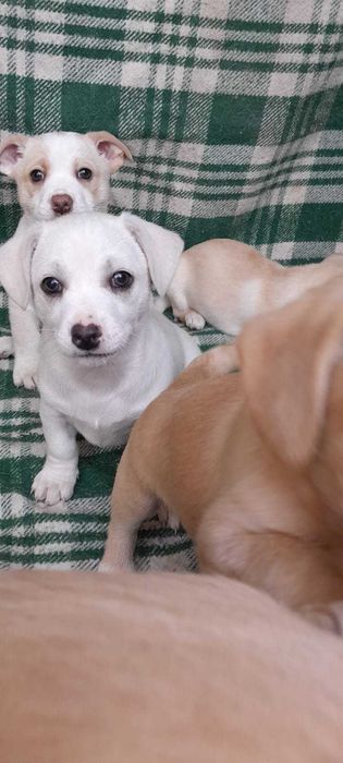 Oddam szczeniaczki za darmo w dobre ręce.  ( ur. 17.10.2025 )