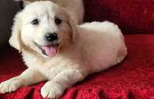Golden Retriever [Szczenię; Piesek Biszkoptowy z Rodowodem]
