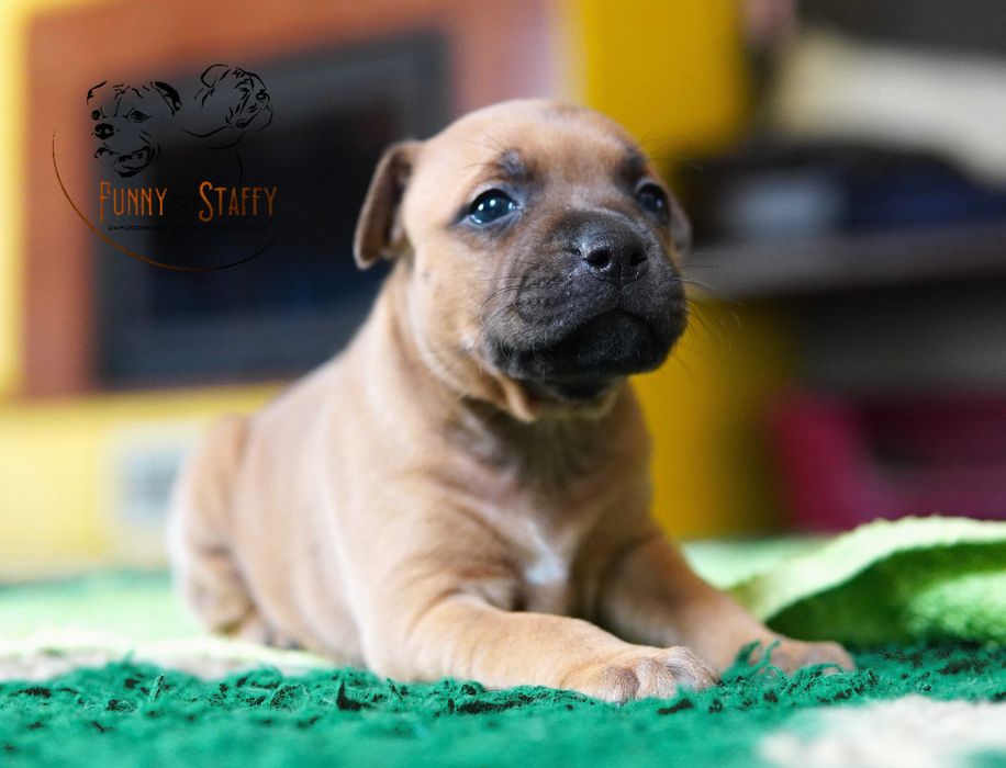 Staffordshire Bull Terrier - suczka