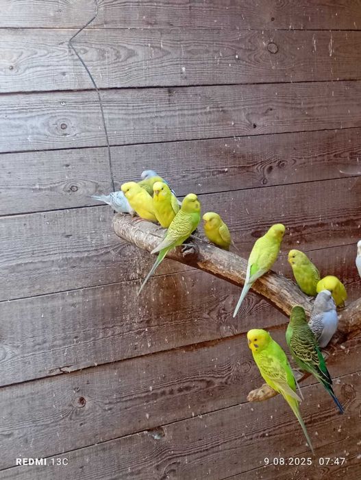 Papugi faliste ładne