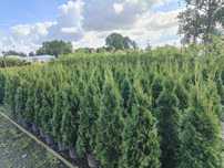 Tuja Thuja Szmaragd 110-120 cm Premium Przeorzeniona