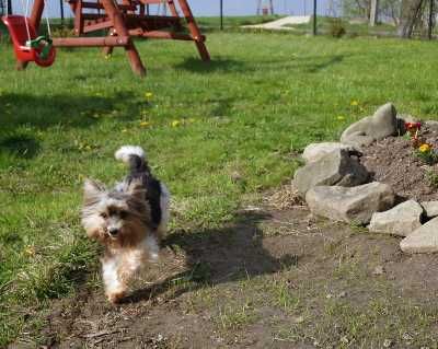 Biewer Yorkshire Terrier .