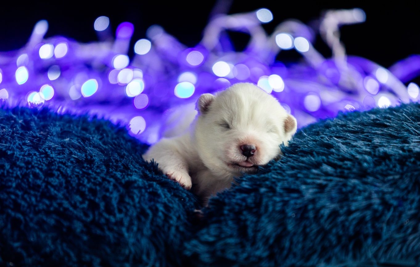 Samoyed/ Samojed  Magiczny Zakatek Syberii FCI