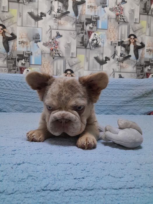 Біг роп флаффі ньюшейд мерле тан дівчинка 4.5міс