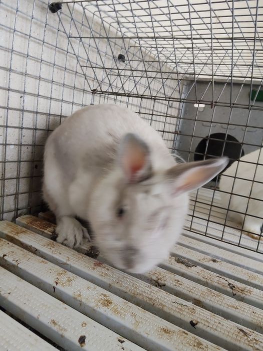 Coelhinhos anões adultos