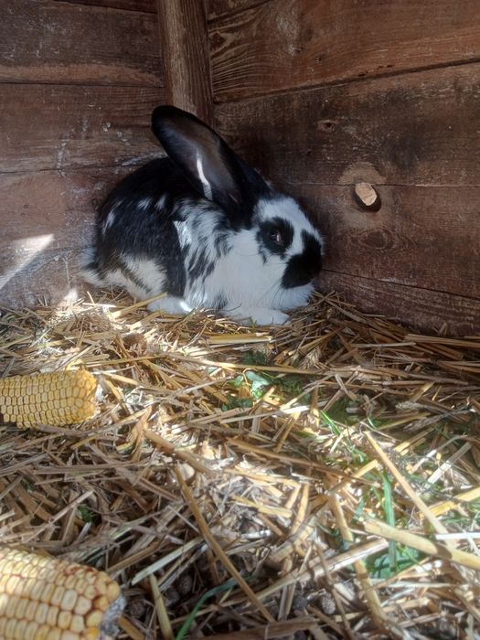 Króliki do dalszego chowu