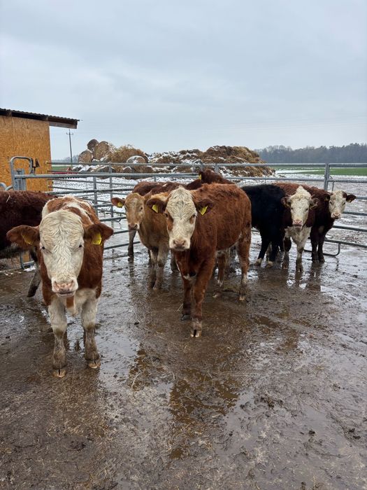 Jalowki miesne odsadki