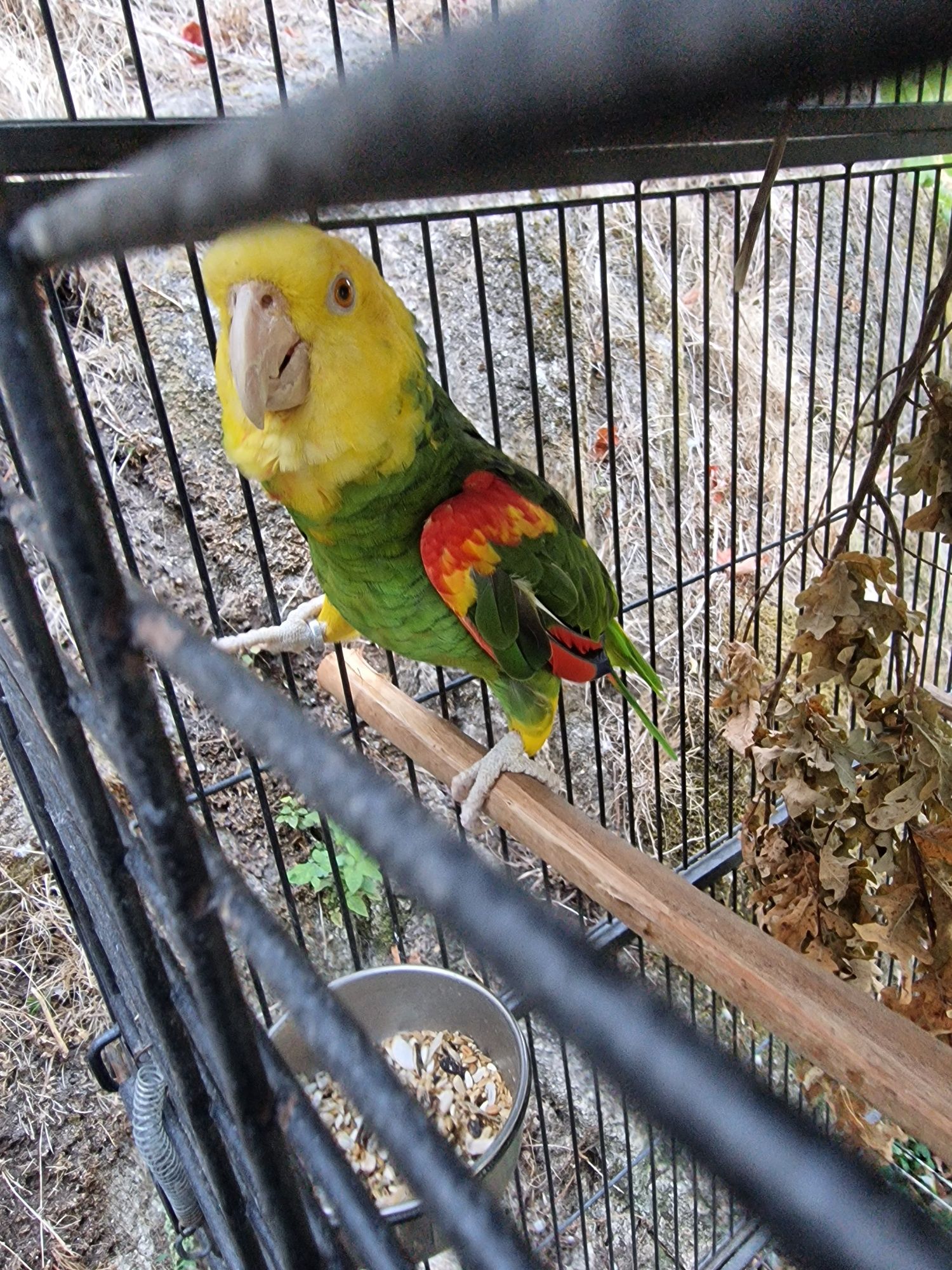 Papagaio amazona oratrix