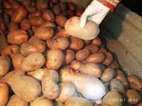 Продаю картоплю велику відрами