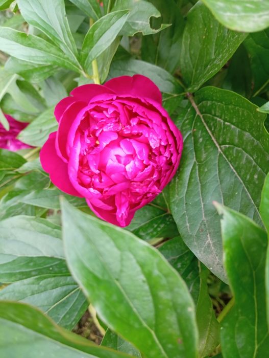 Пионы,кампсис, эхинацея,лихнис,очиток,эригерон,гайлардия