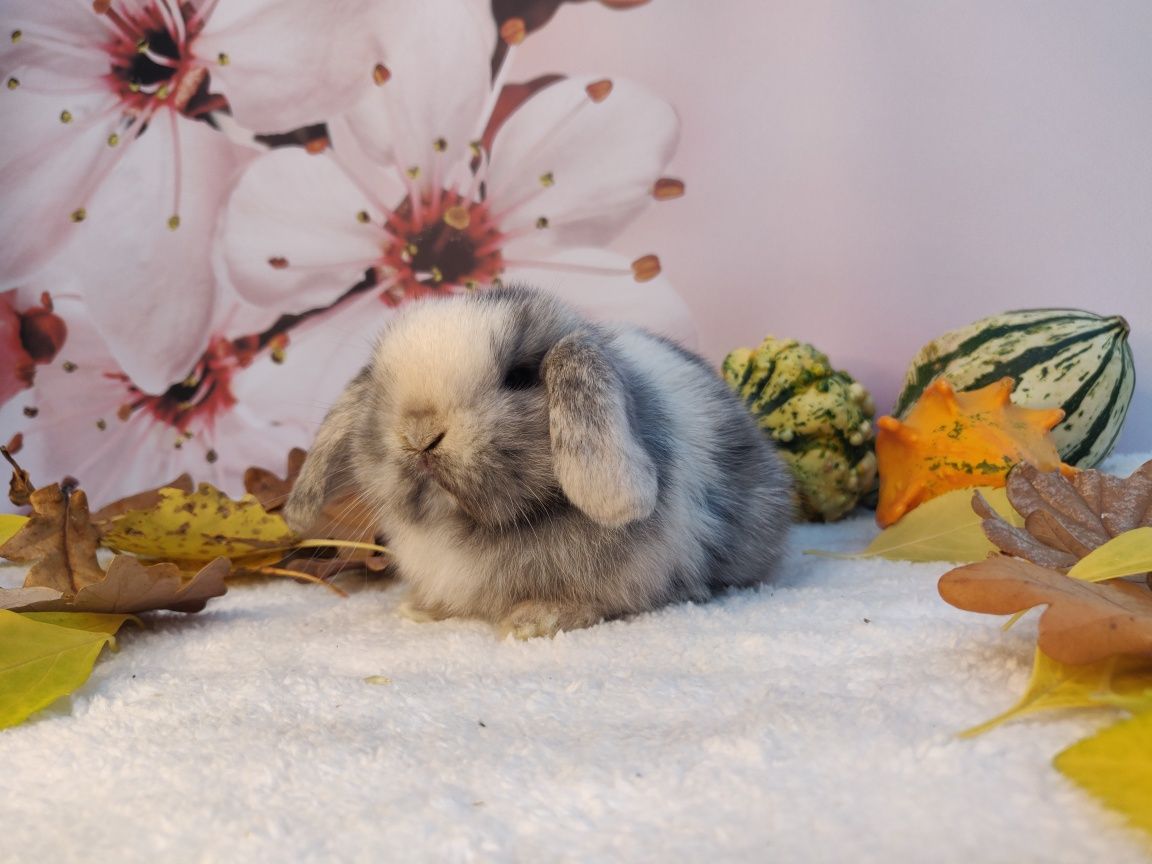 Króliczki Mini Lop. Urocze maluszki do rezerwacji. Komplet szczepień.