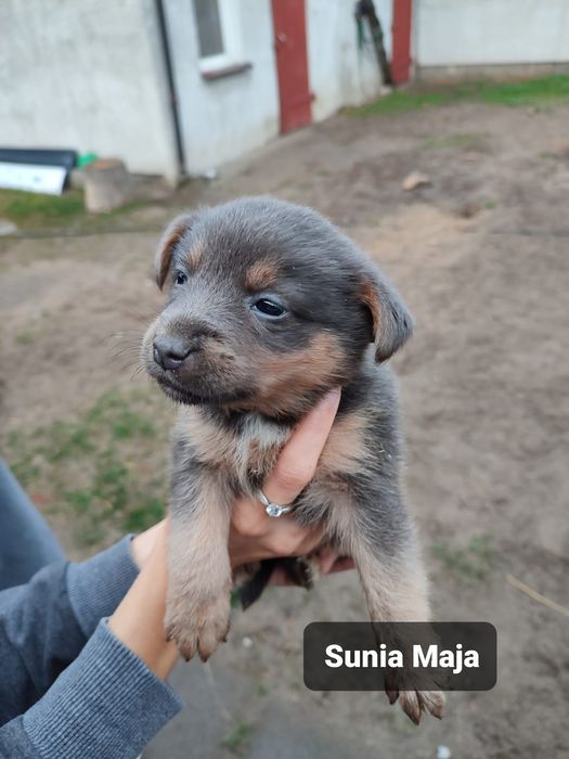 Szczeniak do adopcji