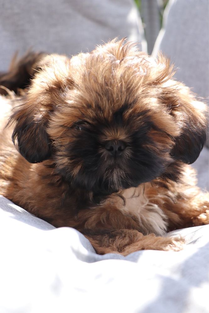 Piękny piesek shih tzu! Gotowy do odbioru!
