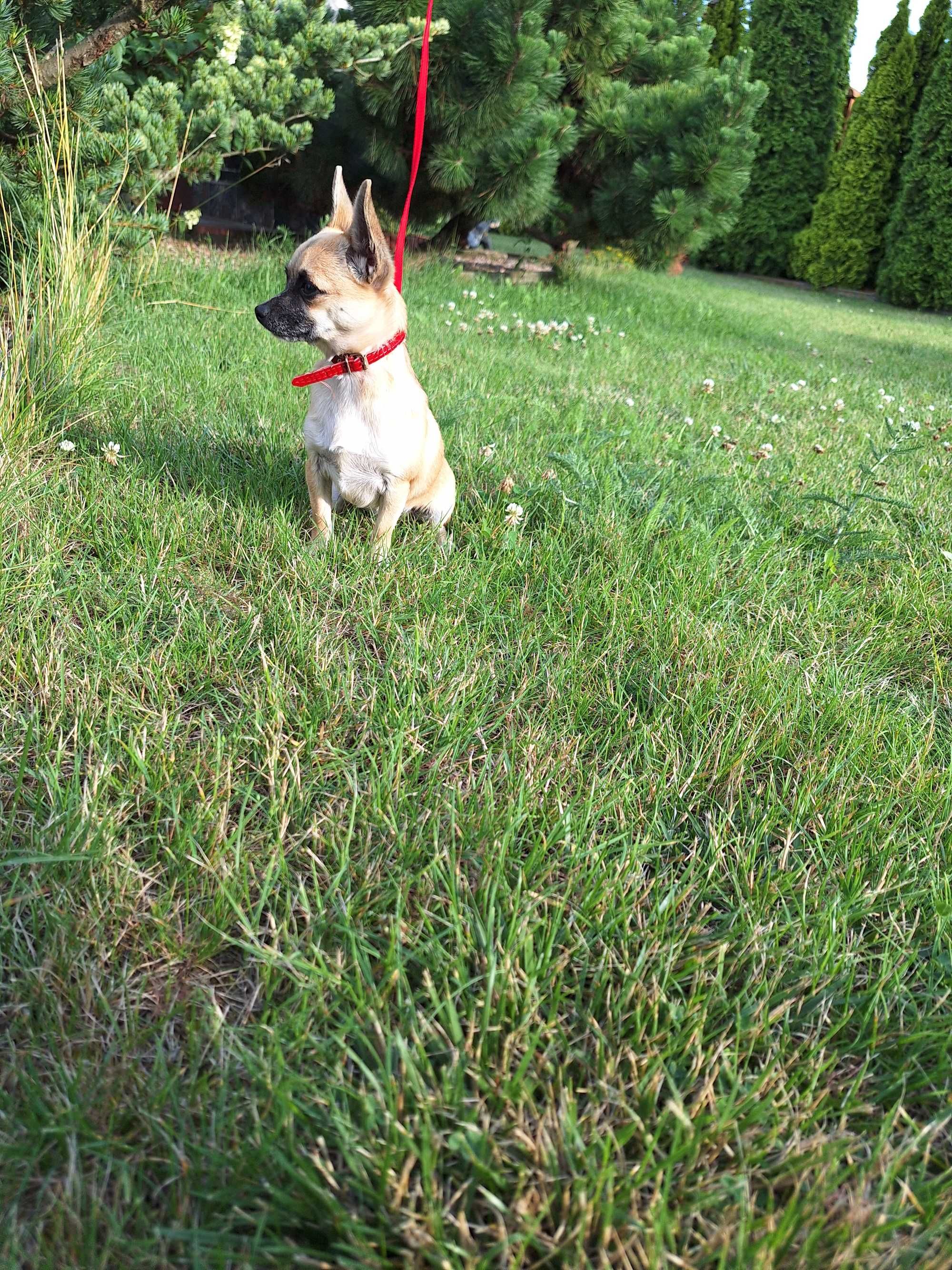Chihuahua suczka