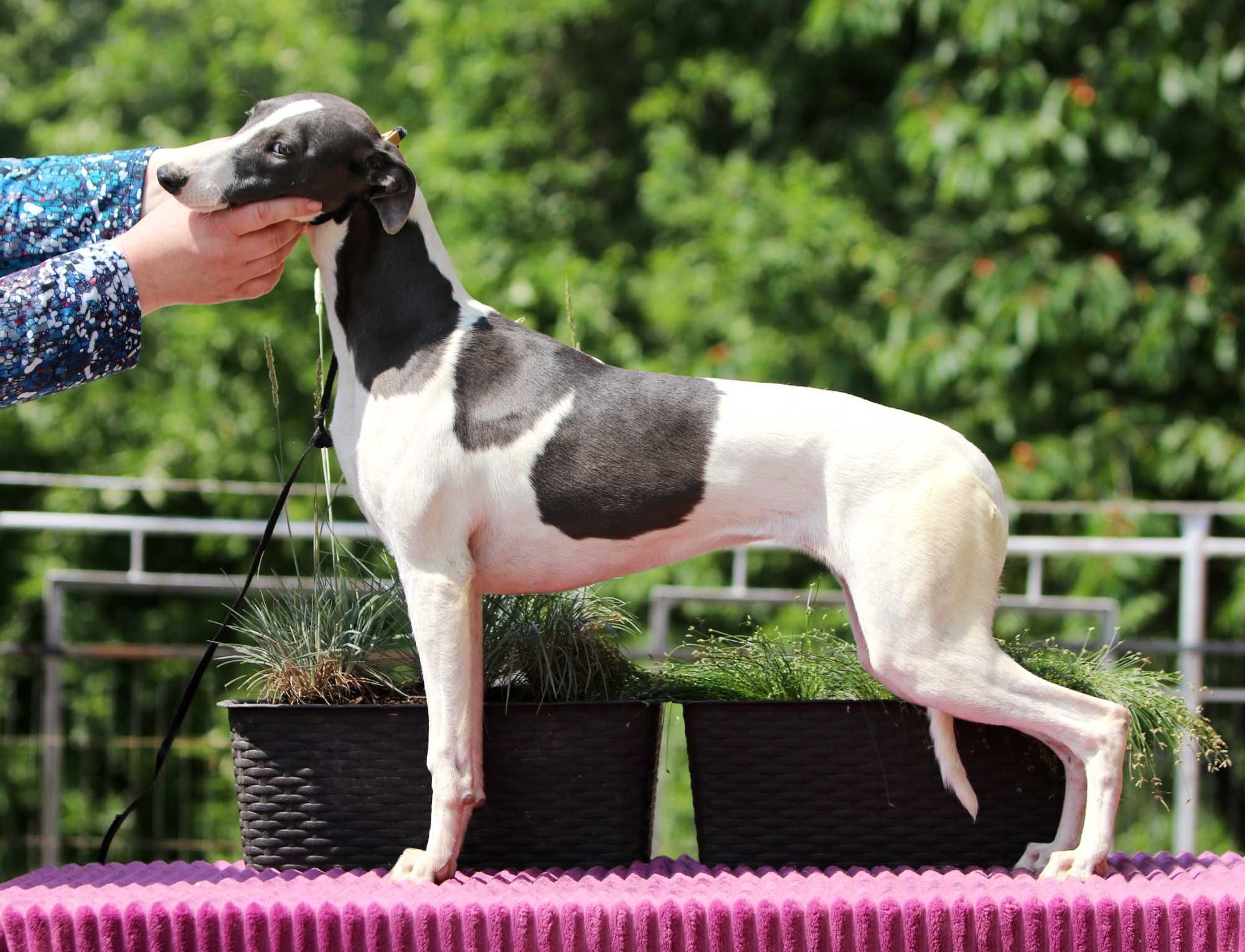 Whippet Chart Angielski, ZKwP/FCI, cudna OPRAH