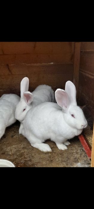 Кролики різних порід