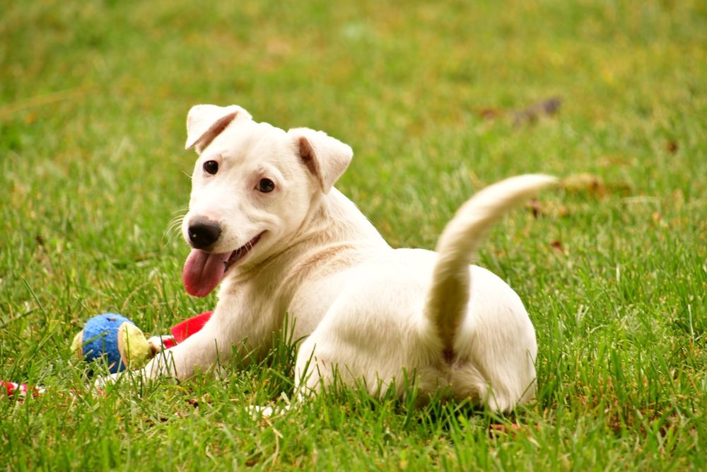 Śliczny piesek Jack Russell Terrier