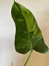 Philodendron Jose Buono (portes incluídos)