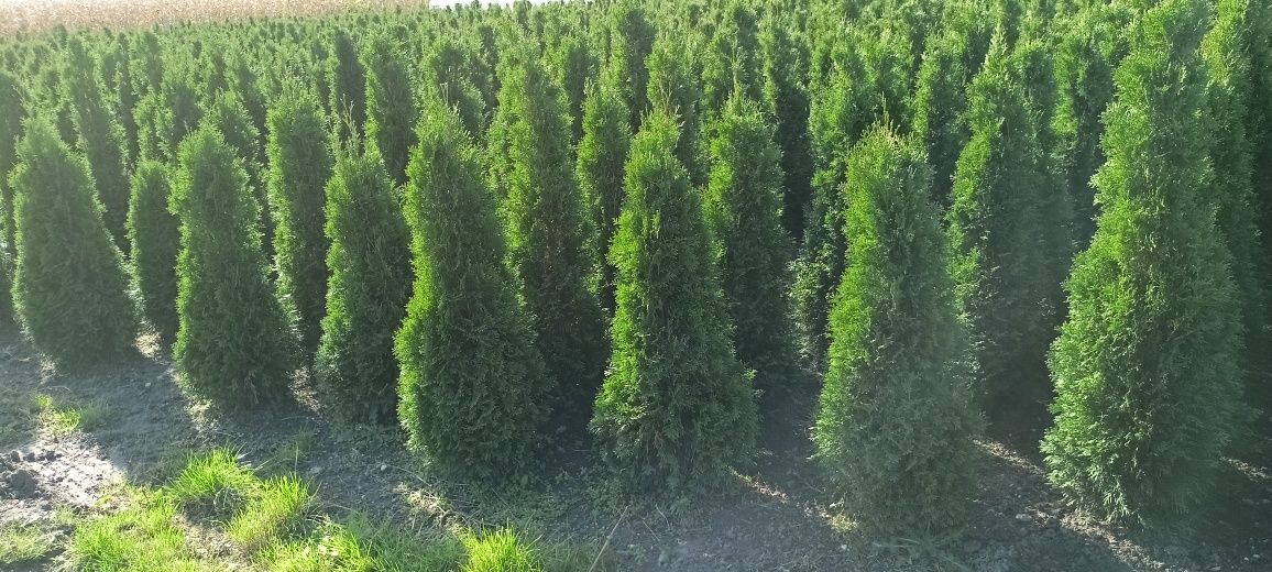 Tuja Szmaragd PROMOCJA 130-140cm