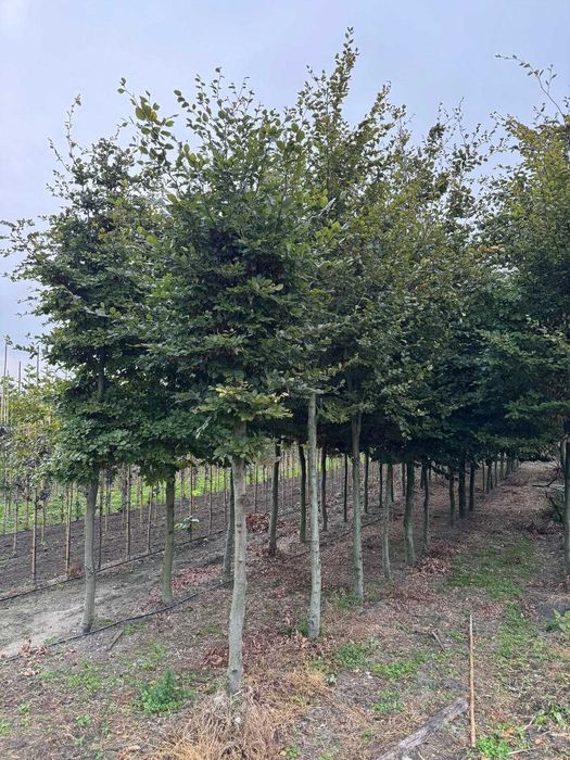 Buk pospolity 16-18, 16-20, 20-25, 25-30, 30-35, 35-40 cm