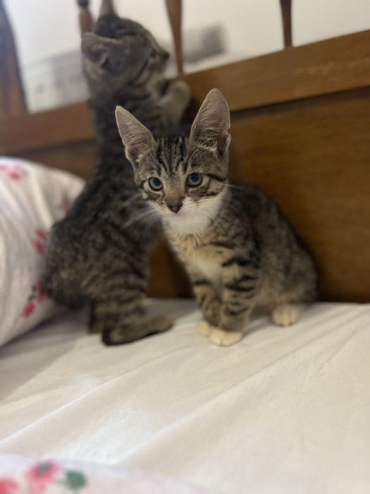 Dwa małe kocurki szukają wspólnego domku.