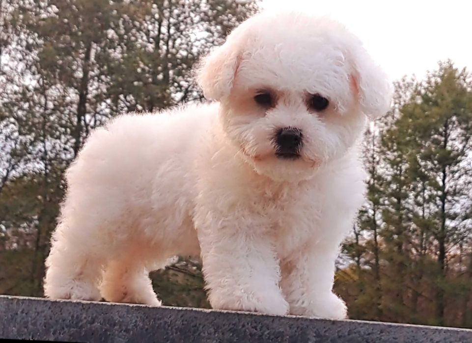 Bichon Frise Szczeniak