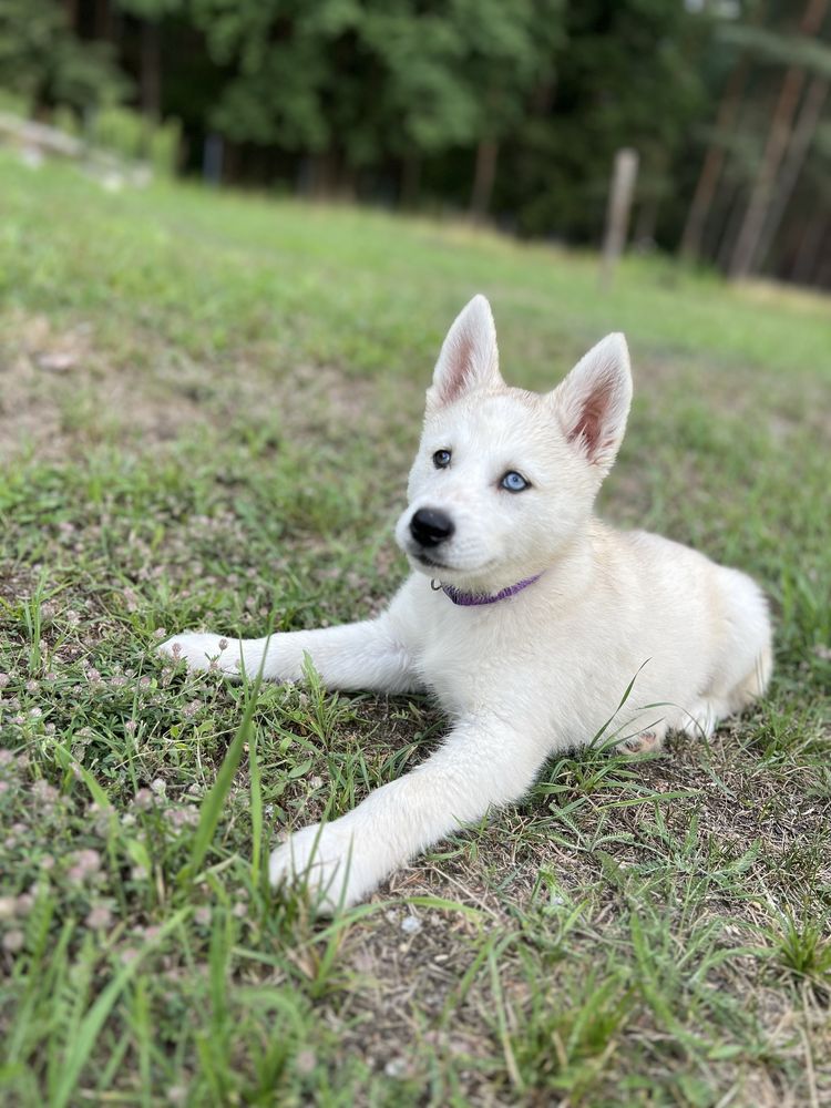 REZERWACJA Husky Siberian/Syberian