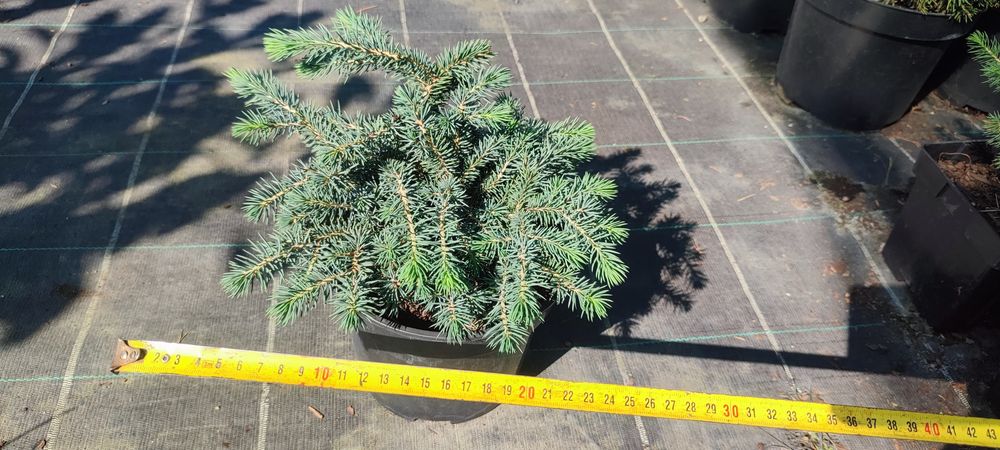 Ель Majestic Blue, Коника(Conica), Nidiformis, Will's Zwerg, Sonia