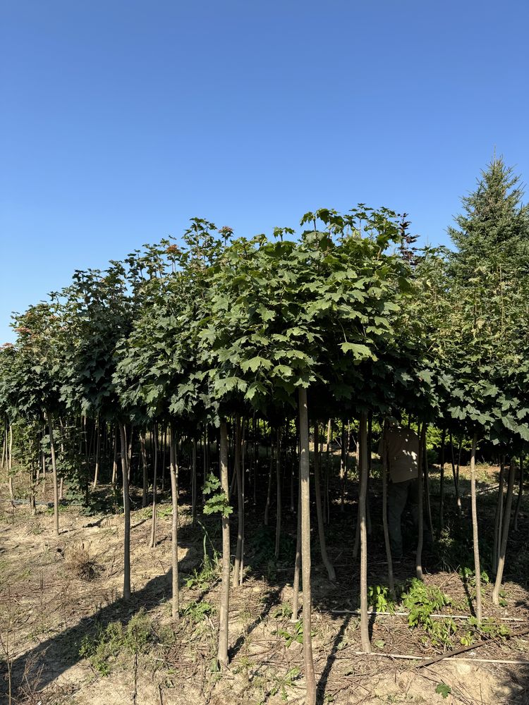 Klon szczepiony kulisty Globosum 250cm obwód12-14cm