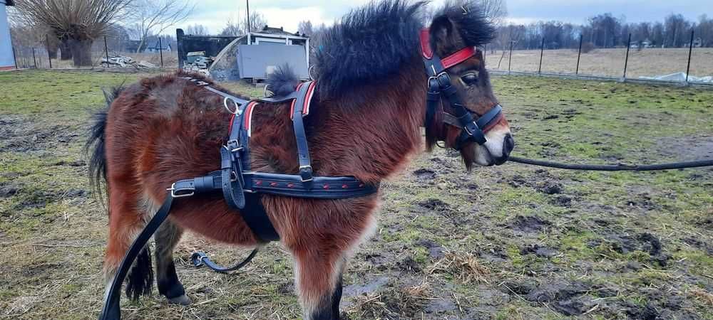 Uprząż szory na kuca komplet