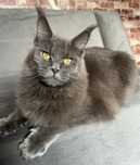 Koteczka Maine Coon