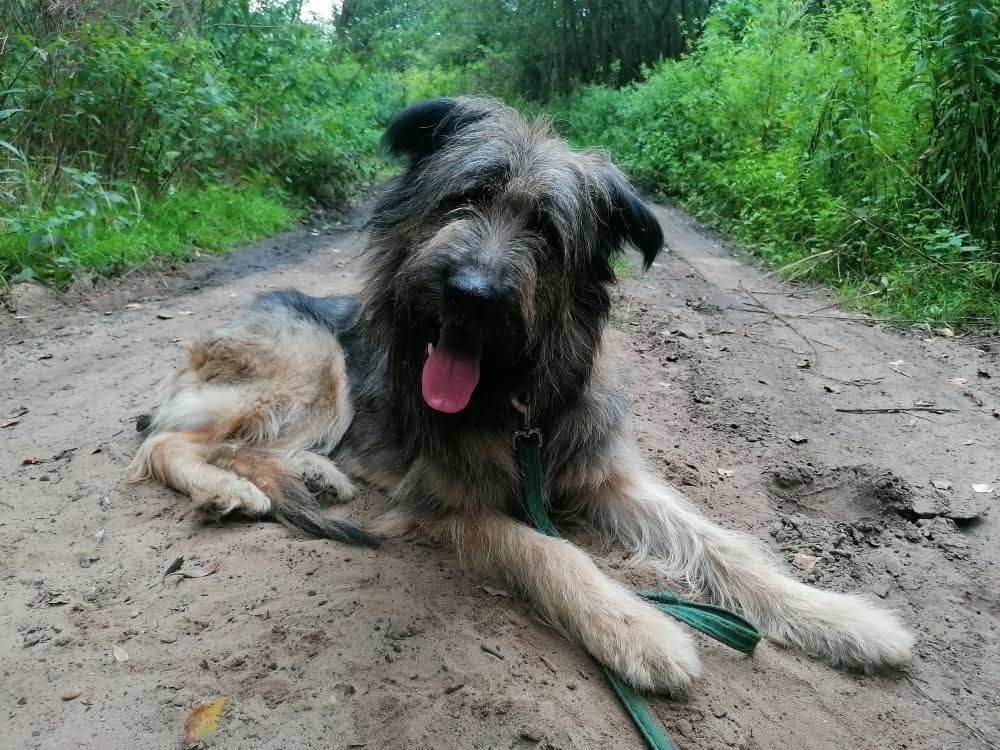Piękny i mądry półtoraroczny Gandalf do adopcji