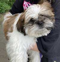 Pies shih tzu, szczeniak gotowy do adopcji shitzu