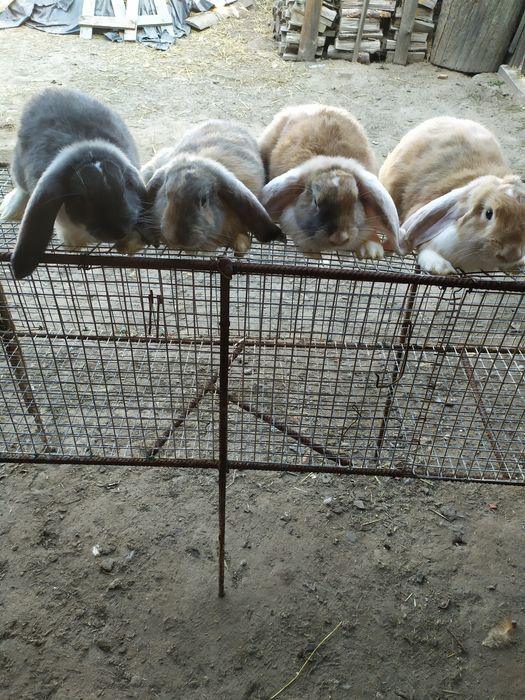 Кролі Французький баран