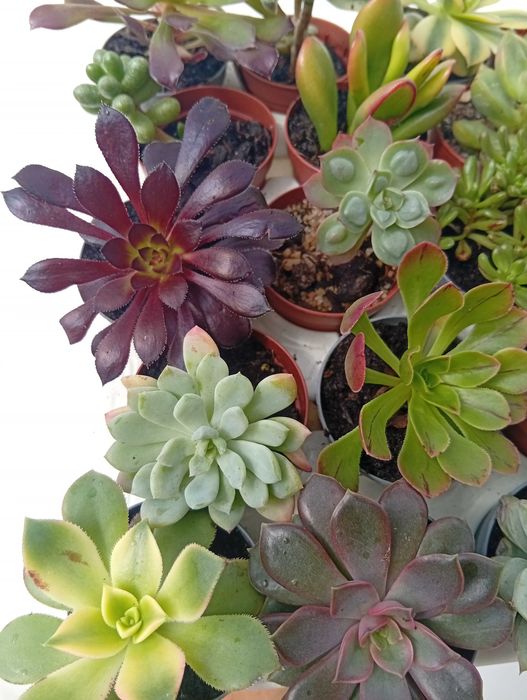 Suculentas 20 unidades