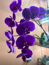 Орхидеи из домашней коллекции