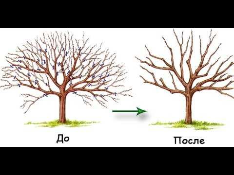 Обрезка ,дерева ,кустов ,уход за садом.