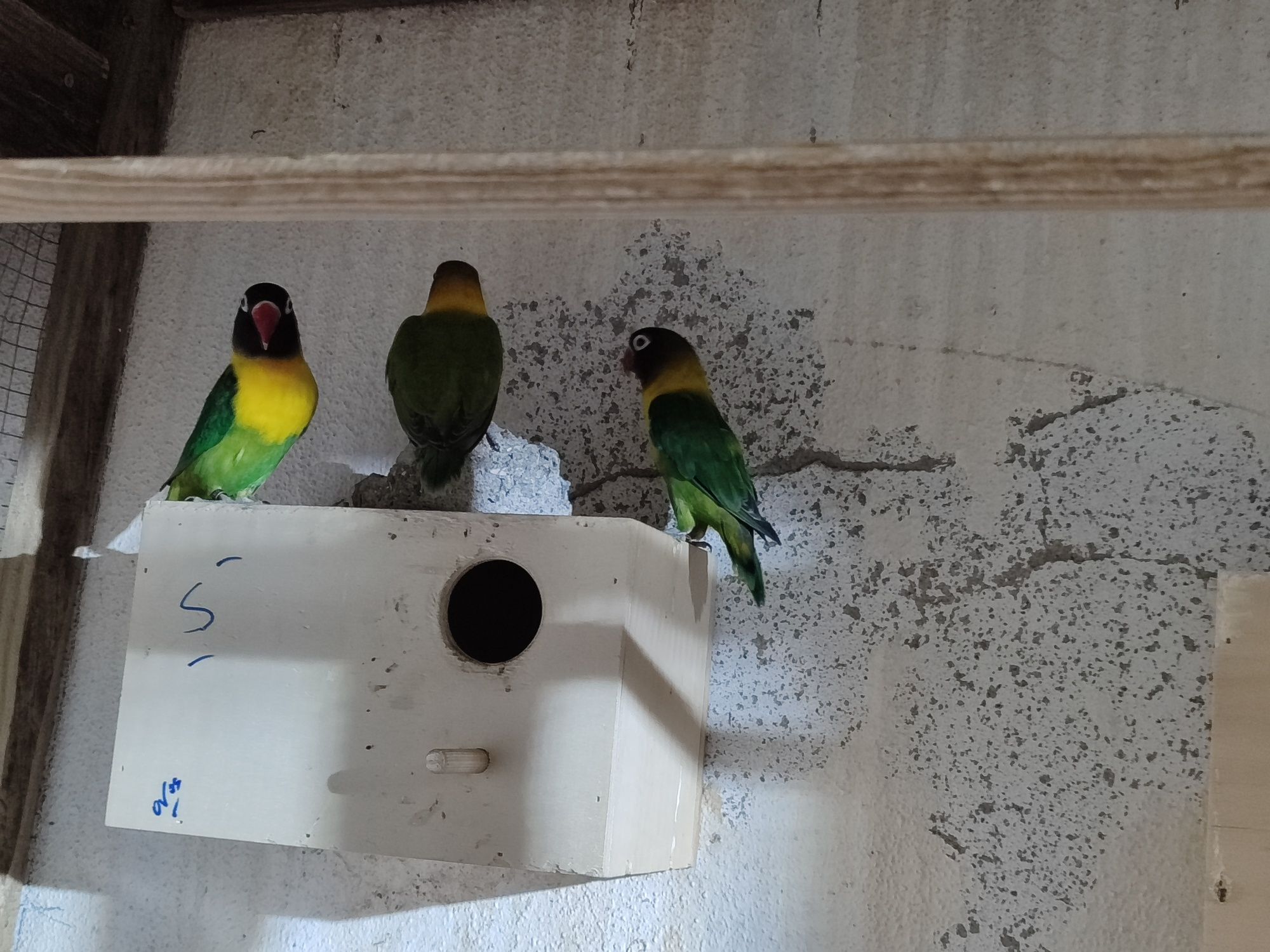 Caturras novas algumas já a comer sozinhas outras não