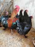 Jaja jajka lęgowe kur marans maransa wiele ras